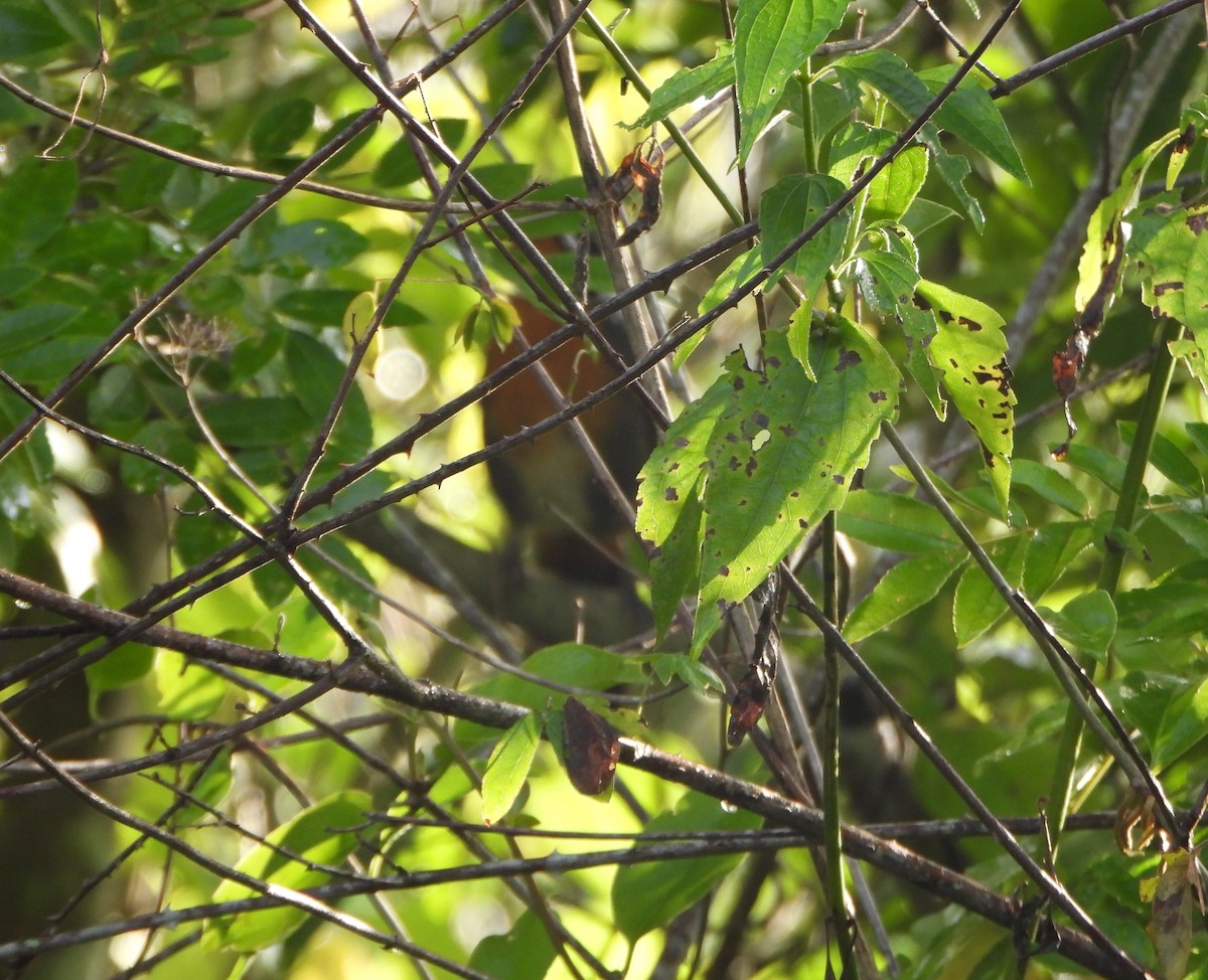 Rufous-and-white Wren - ML641827064