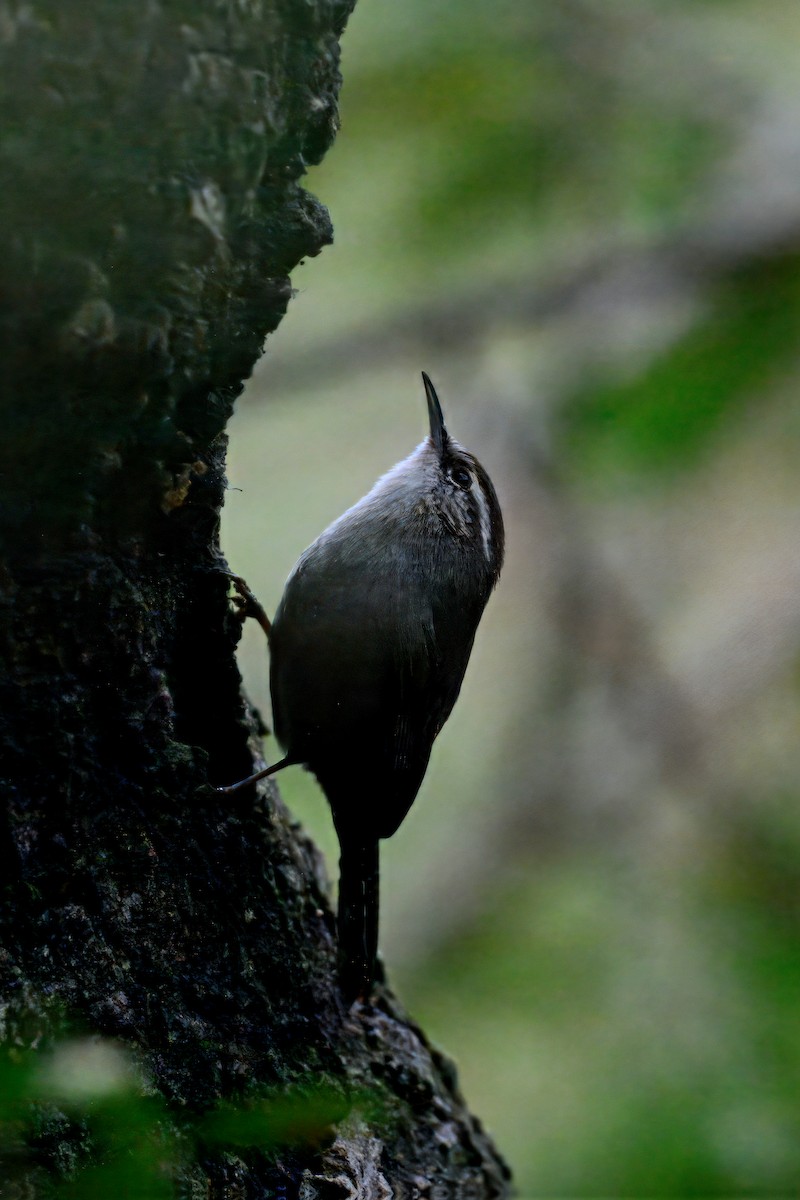 Bewick's Wren - ML641827068
