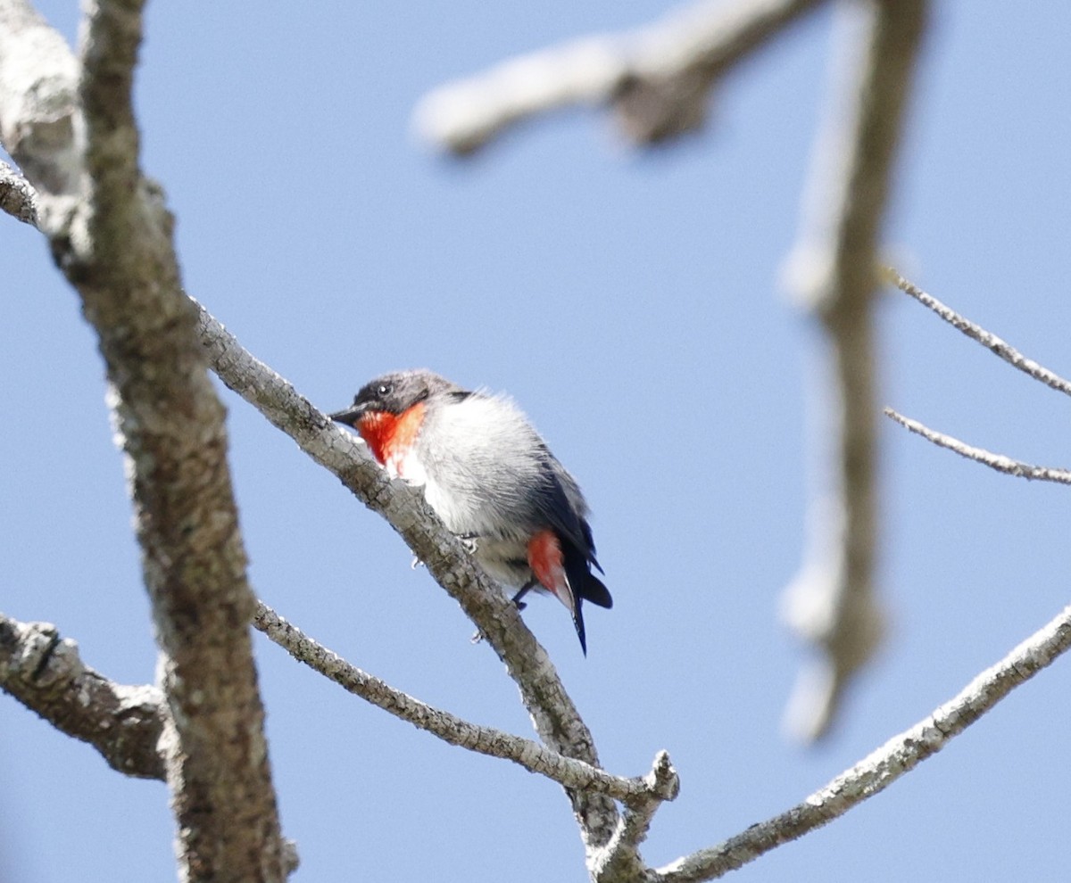 Mistletoebird - ML641827107