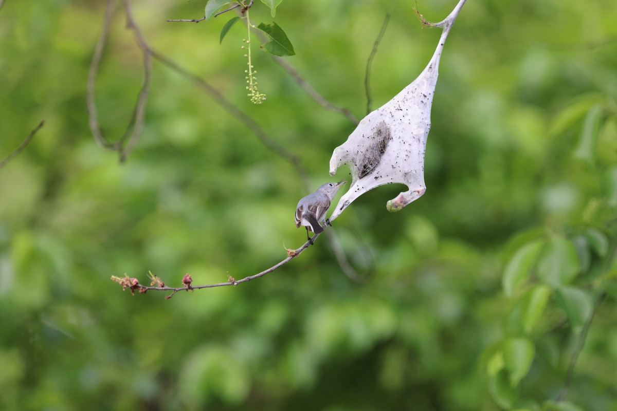 Blue-gray Gnatcatcher - ML641827109