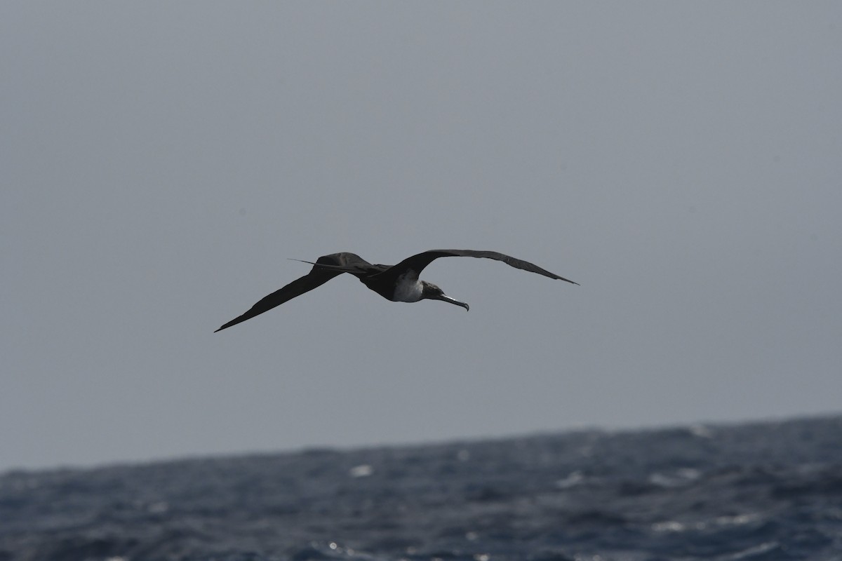 Magnificent Frigatebird - ML641827116