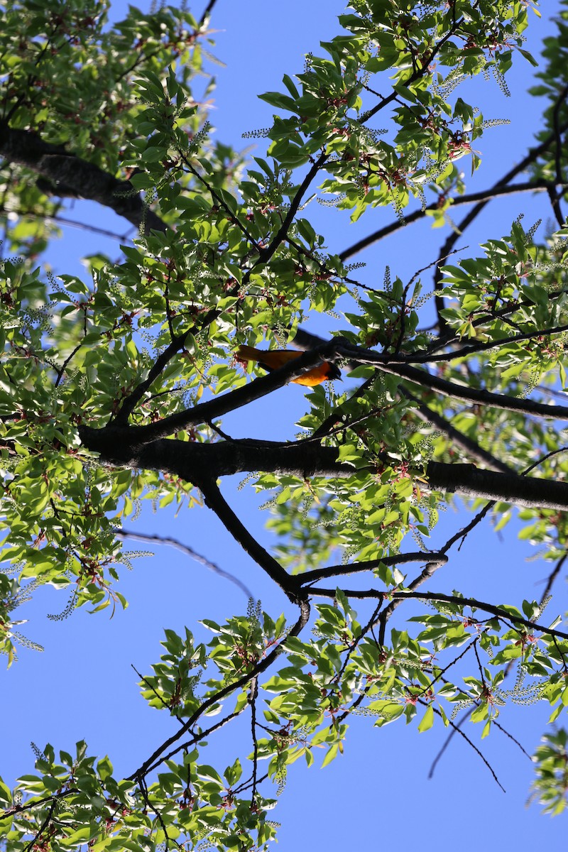 Baltimore Oriole - ML641827134