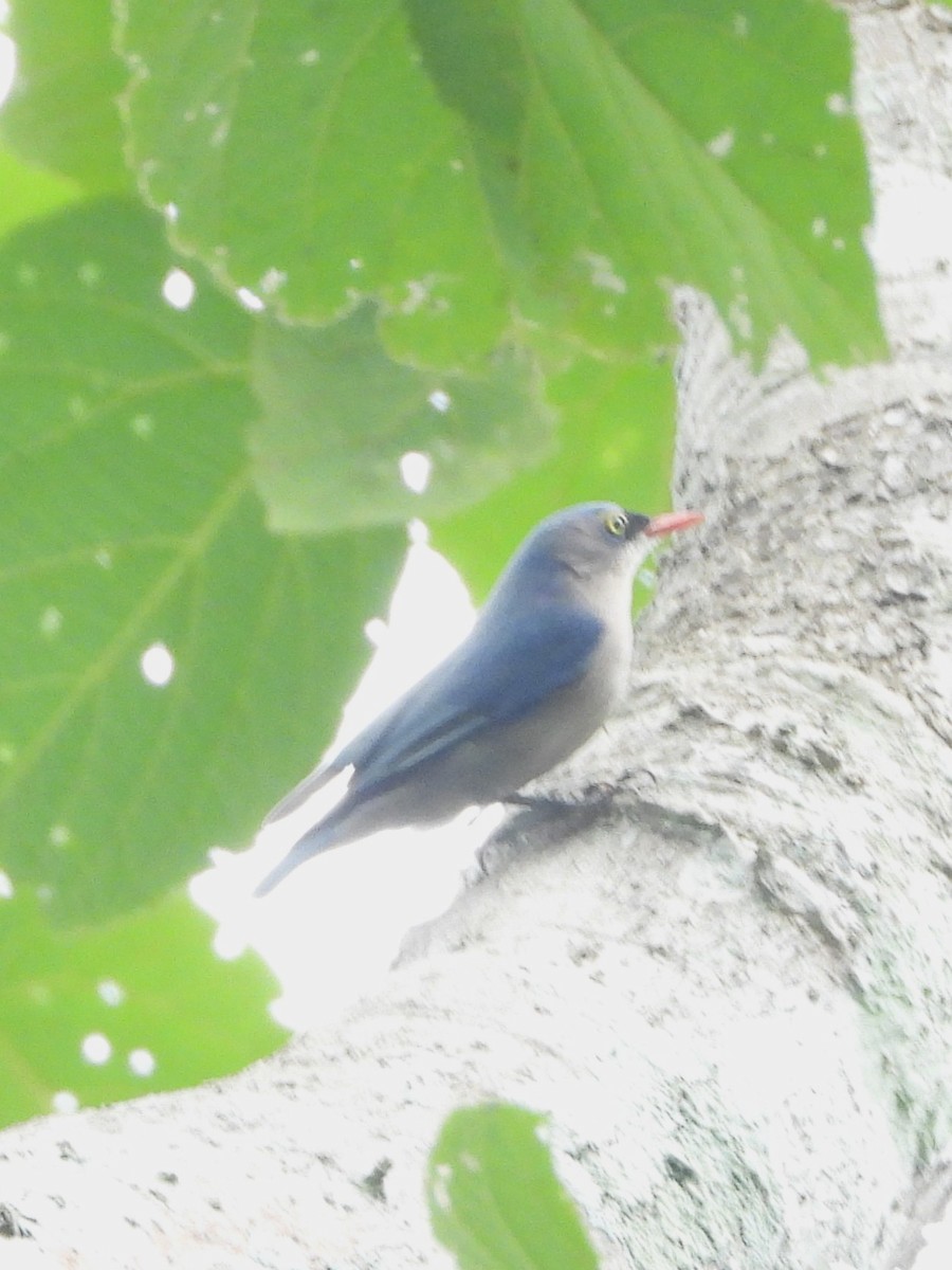 Velvet-fronted Nuthatch - ML641827139