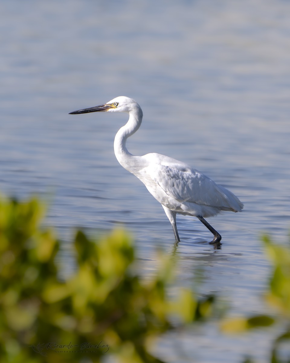 Reddish Egret - ML641827140