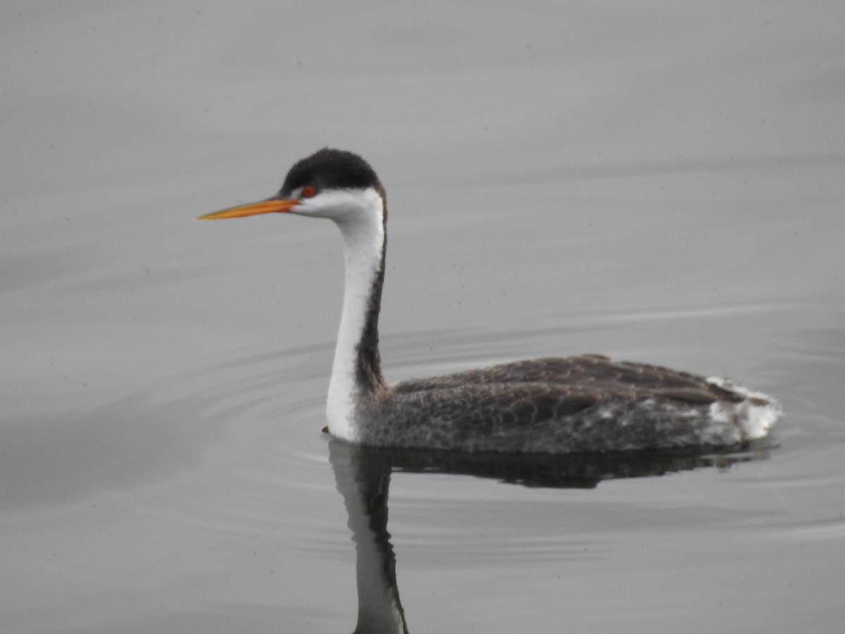 Clark's Grebe - ML641827160