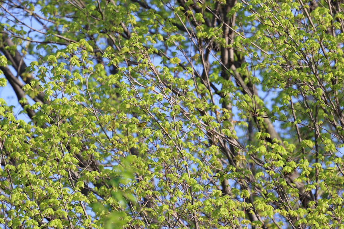 Yellow Warbler - ML641827166