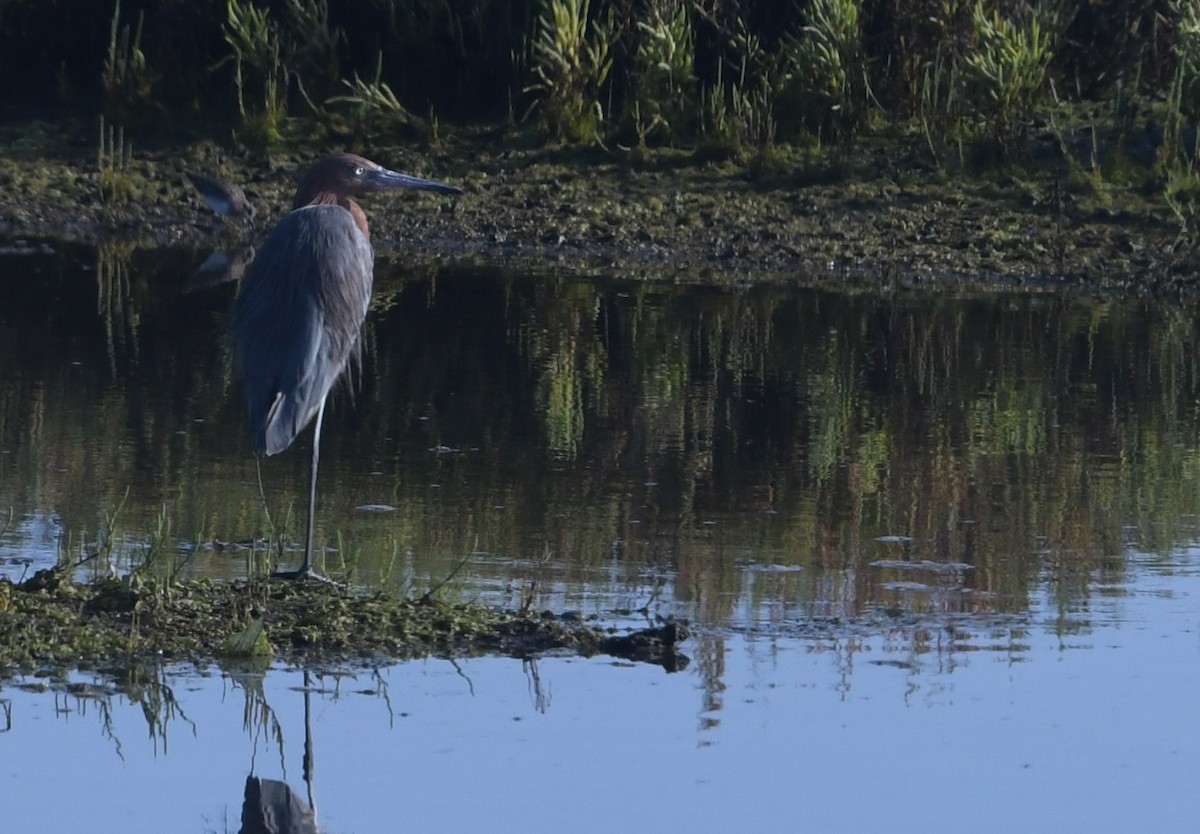 Reddish Egret - ML641827184