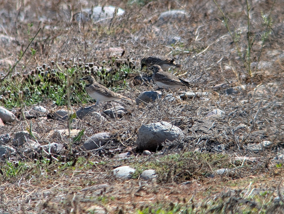 Horned Lark - ML641827217