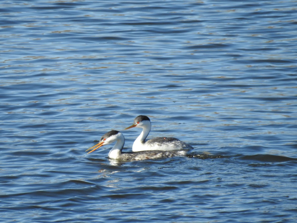 Clark's Grebe - ML641827221