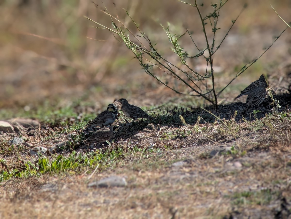 Horned Lark - ML641827231