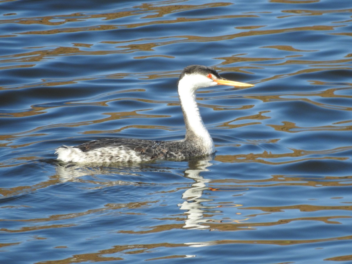 Clark's Grebe - ML641827235
