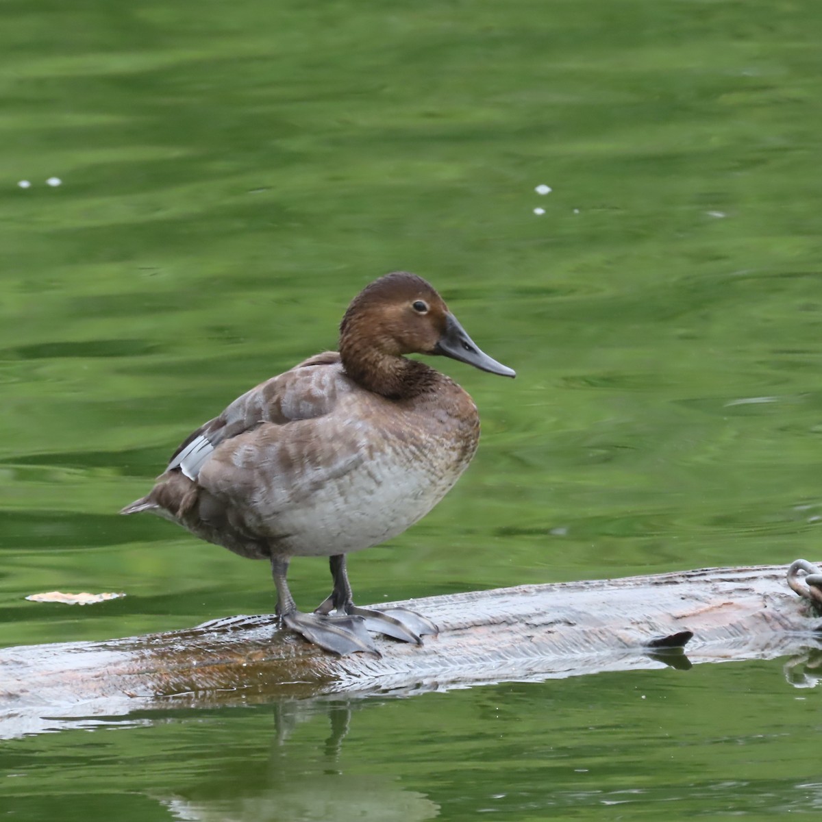 Canvasback - ML641827256