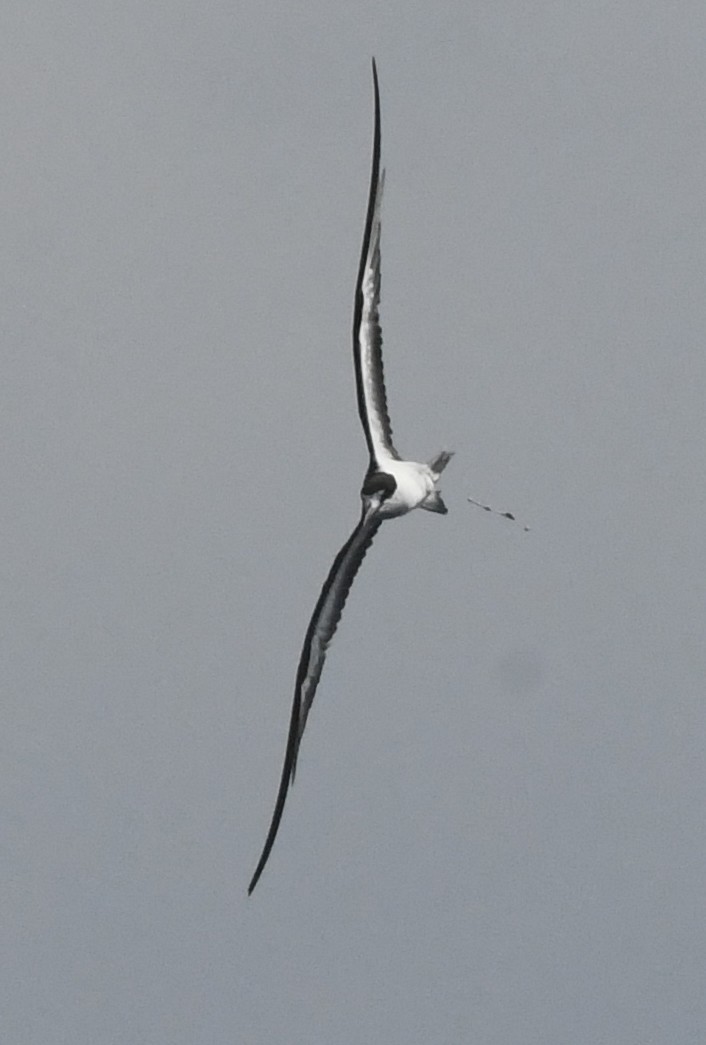 Sooty Tern - ML641827264