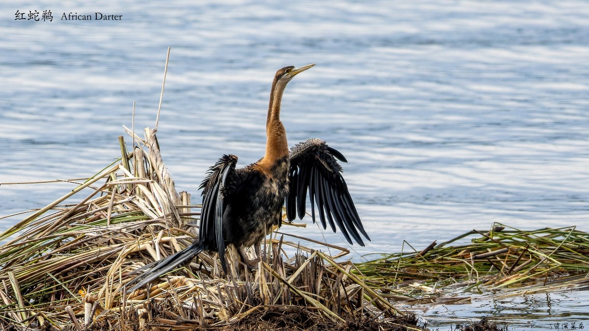 African Darter - ML641827271