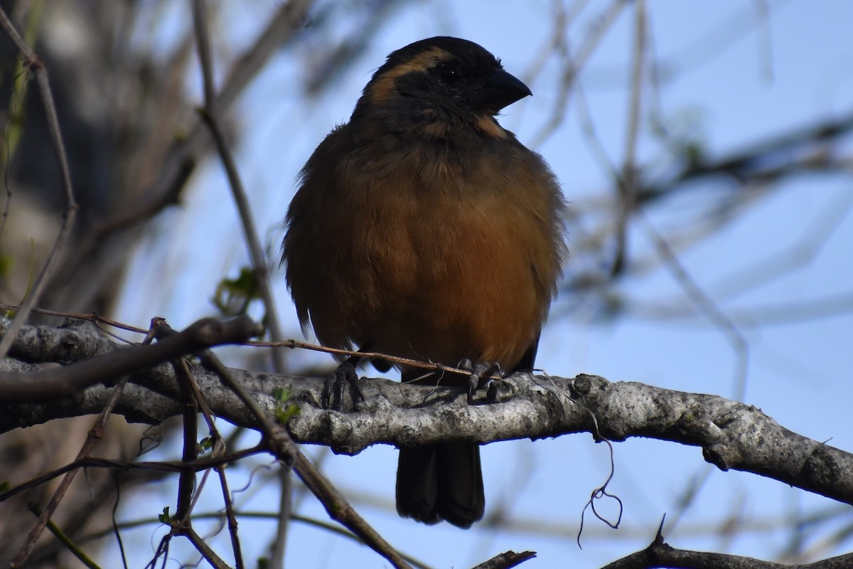 Golden-billed Saltator - ML641827276
