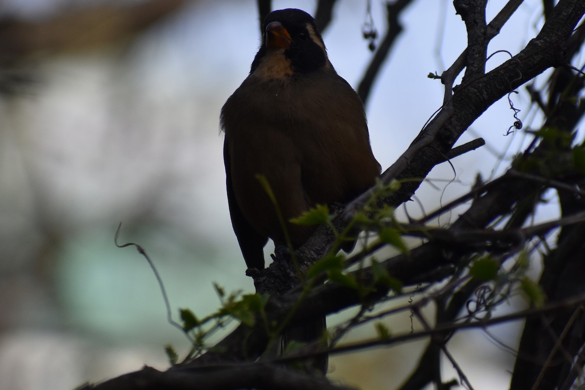 Golden-billed Saltator - ML641827277