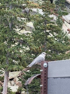 Canada Jay (Rocky Mts.) - ML641827299
