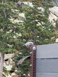 Canada Jay (Rocky Mts.) - ML641827300