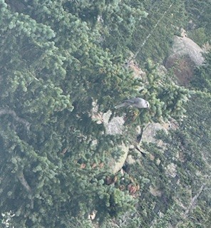 Canada Jay (Rocky Mts.) - ML641827303