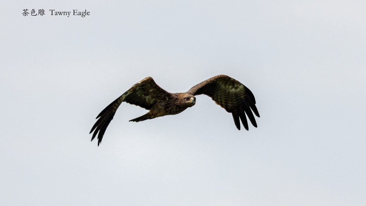 Tawny Eagle - ML641827305