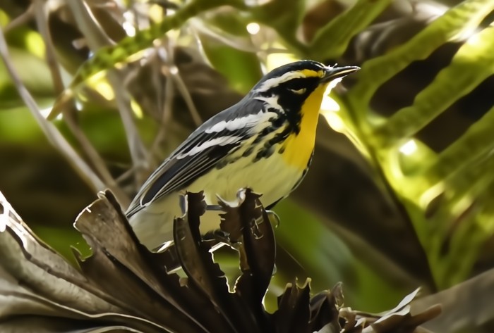 Goldkehl-Waldsänger (dominica/stoddardi) - ML641827315