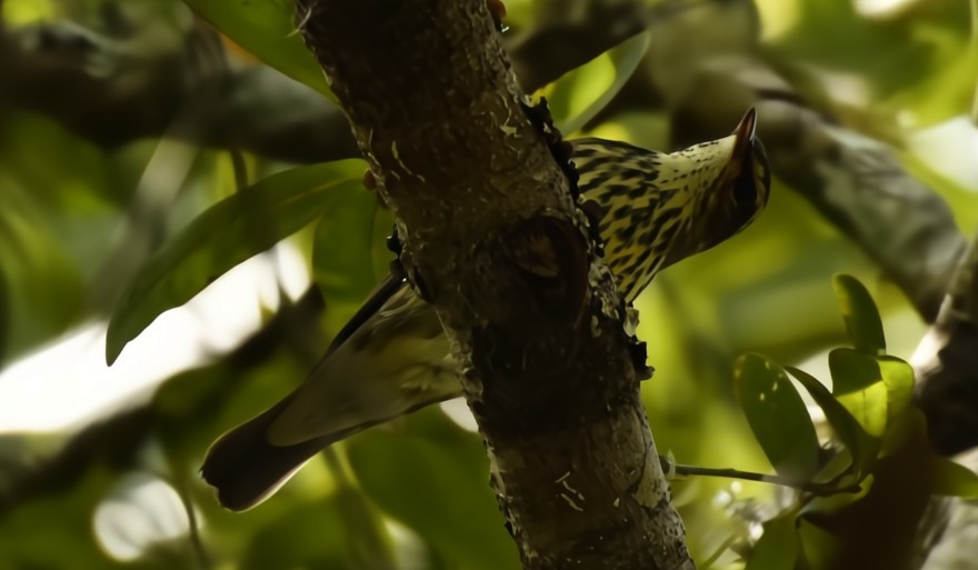 Northern Waterthrush - ML641827317