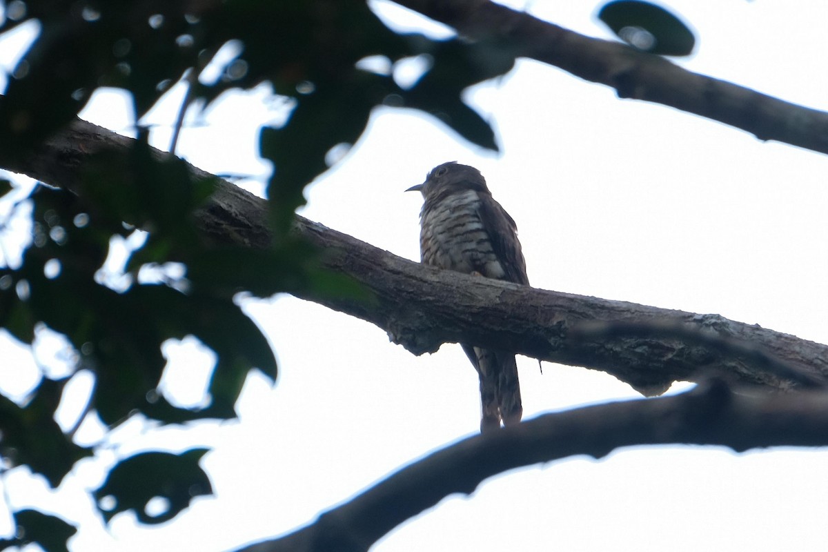 ヒマラヤツツドリ／ツツドリ - ML641827319