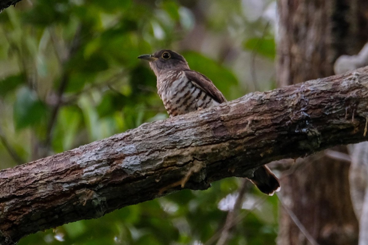 ヒマラヤツツドリ／ツツドリ - ML641827320