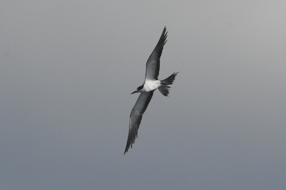 Sooty Tern - ML641827325