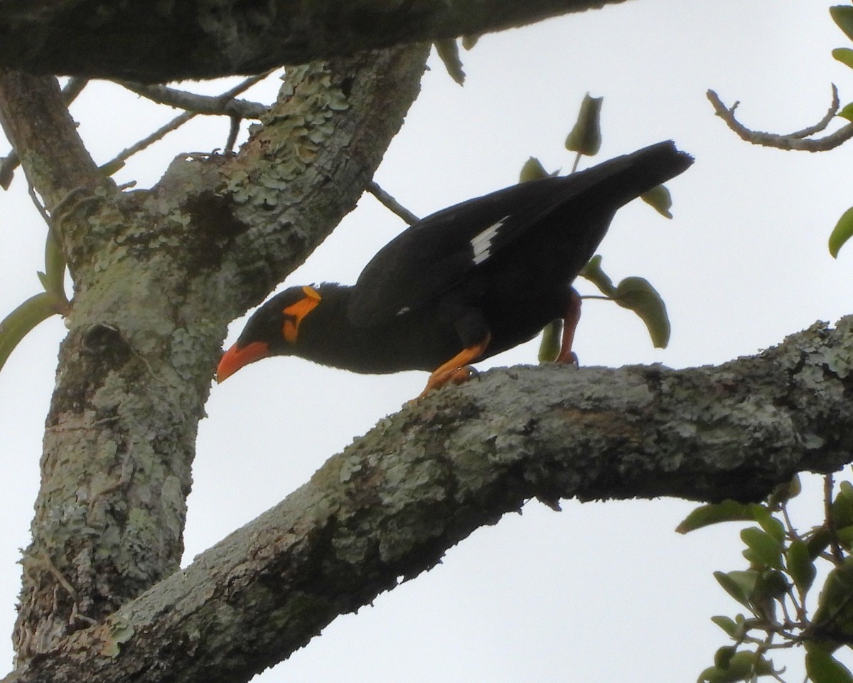 Common Hill Myna - ML641827336