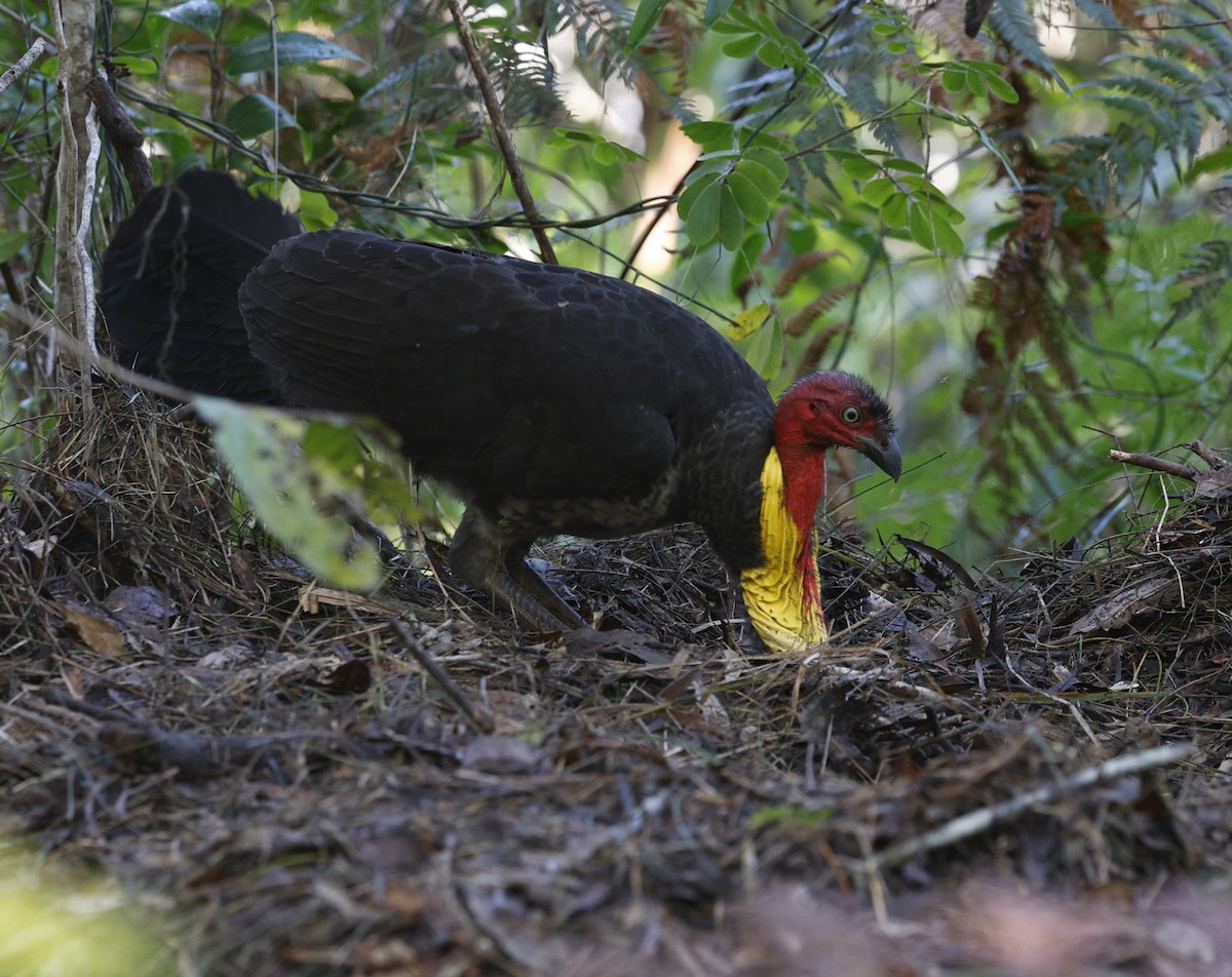 Australian Brushturkey - ML641827368