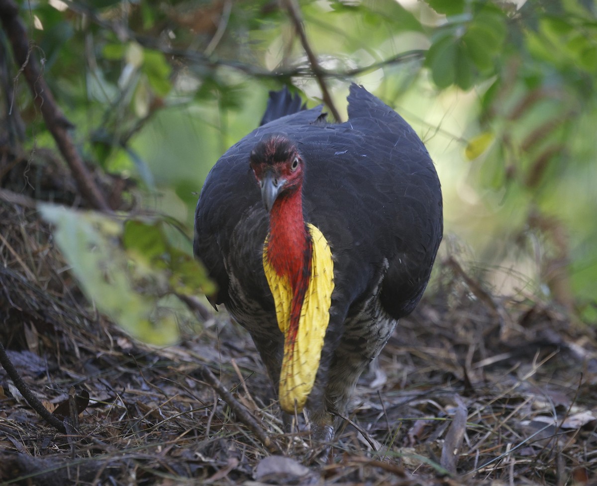 Australian Brushturkey - ML641827369