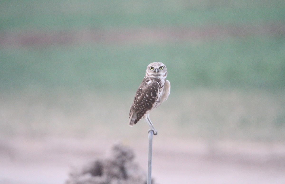 Burrowing Owl - ML641827375