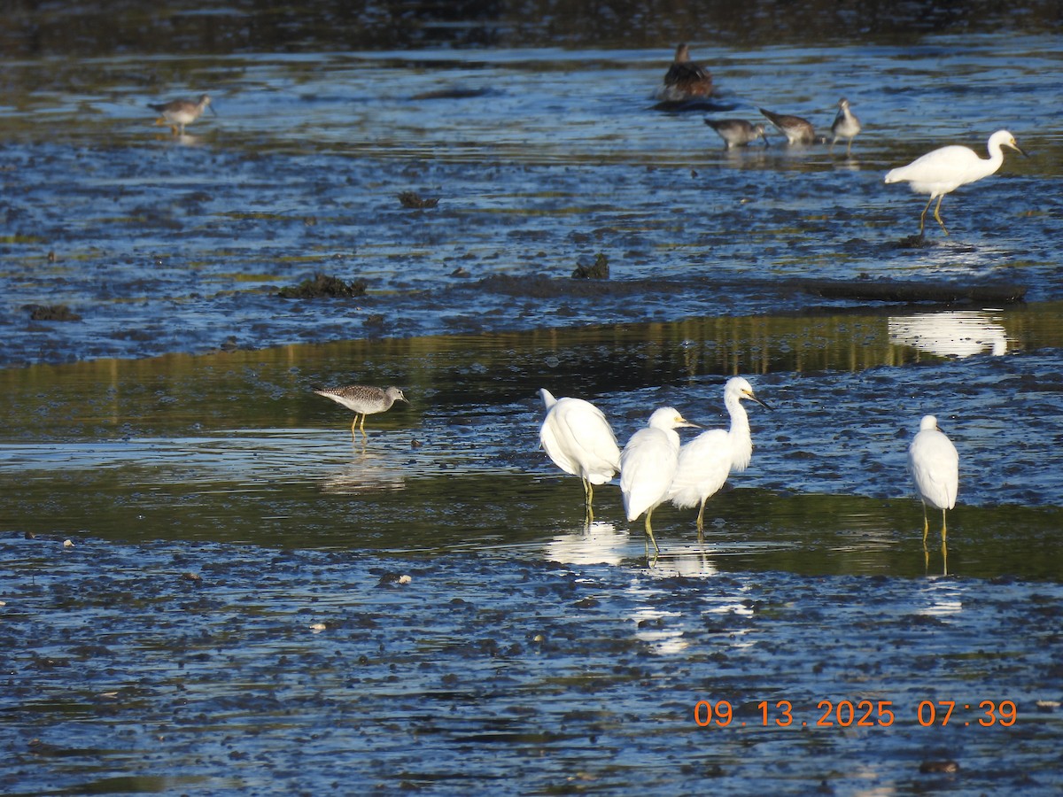 Snowy Egret - ML641827391