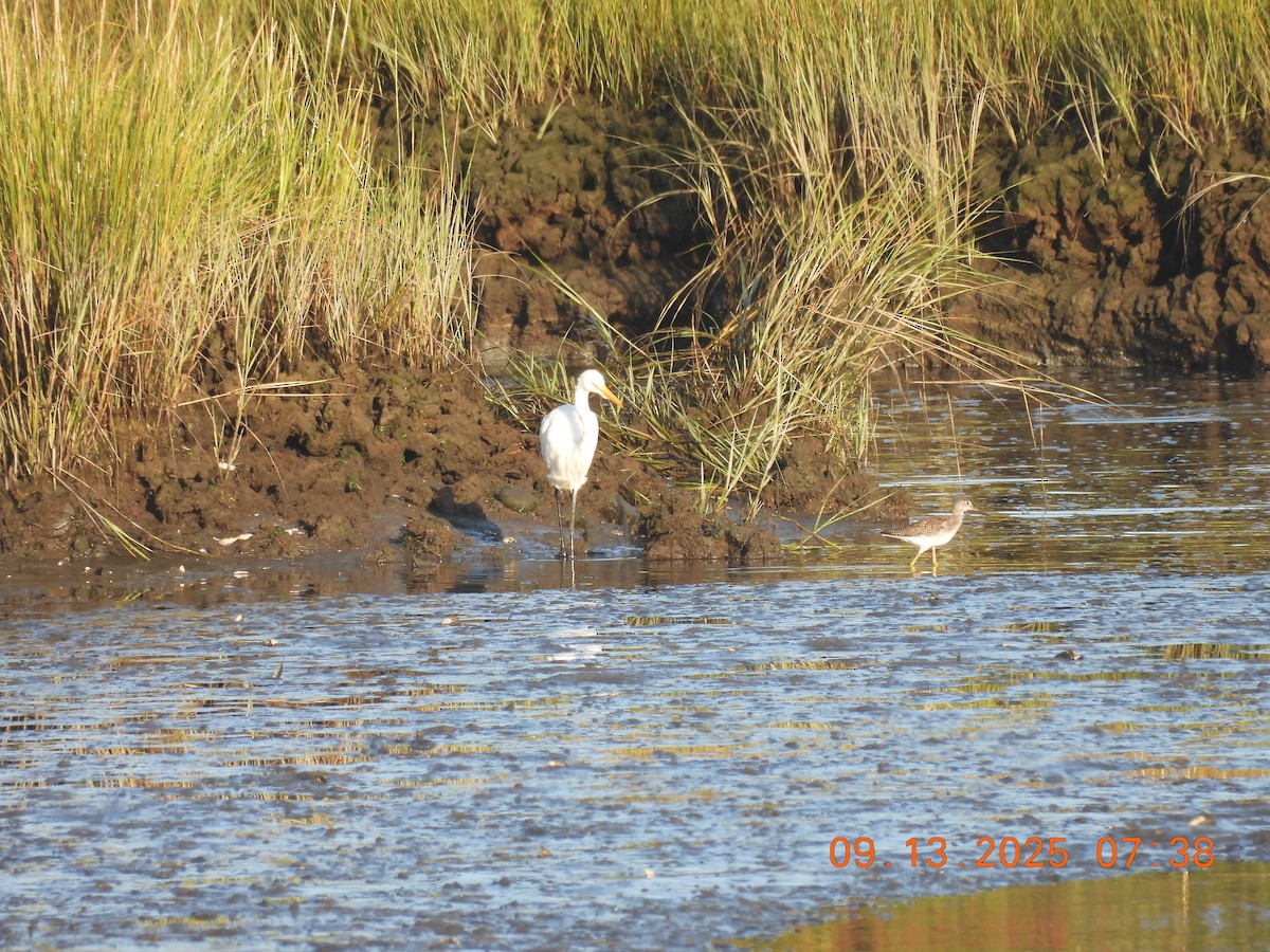 Snowy Egret - ML641827392