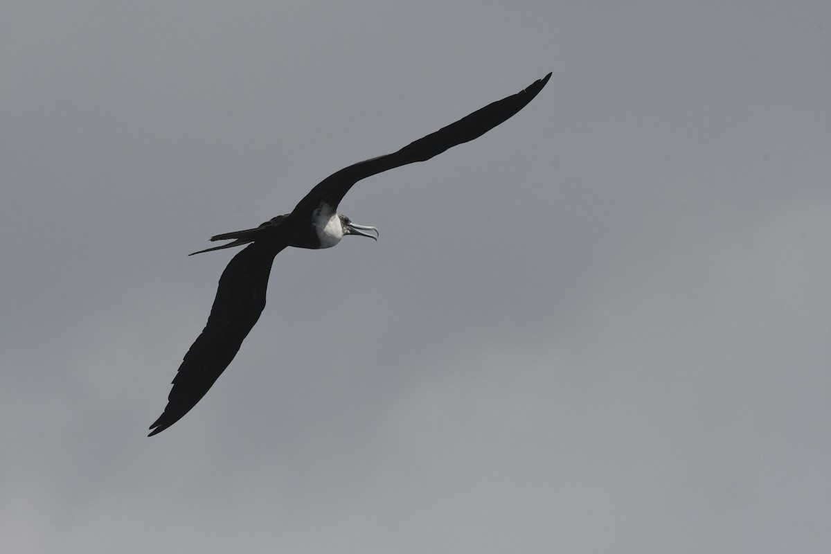 Magnificent Frigatebird - ML641827396