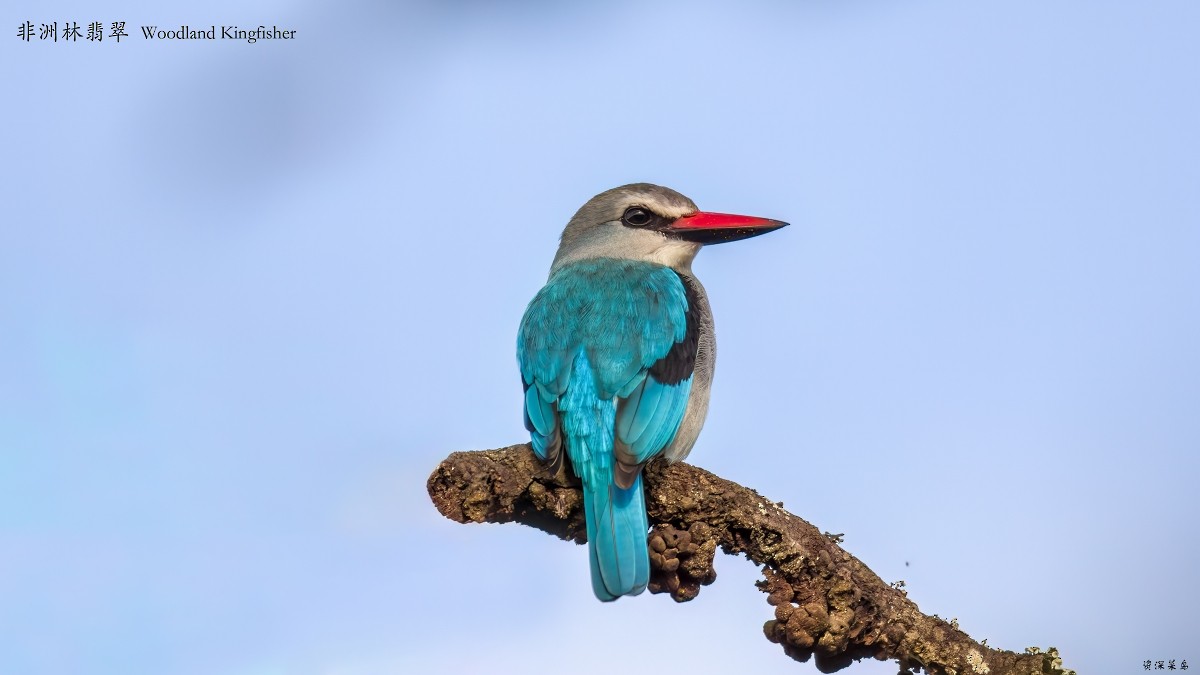 Woodland Kingfisher - ML641827404