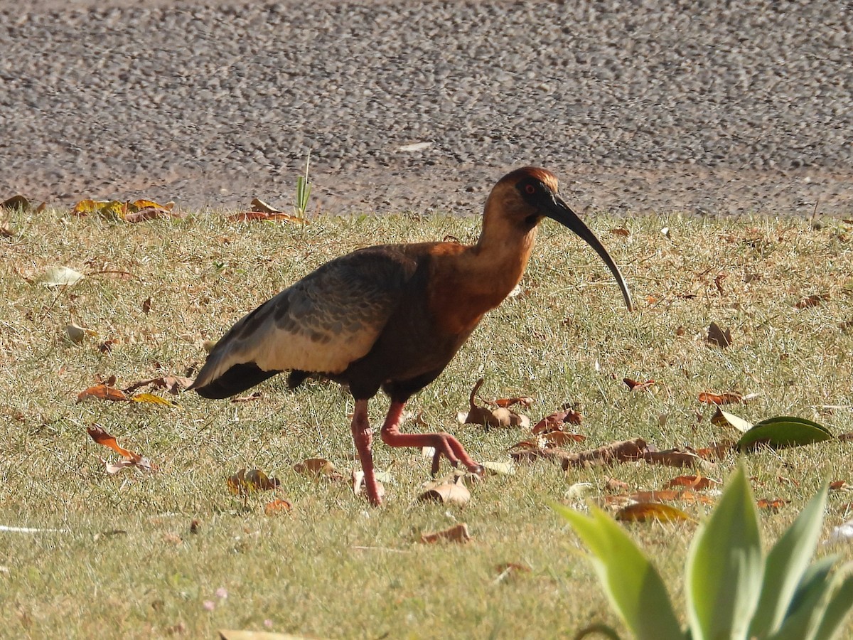 Buff-necked Ibis - ML641827415