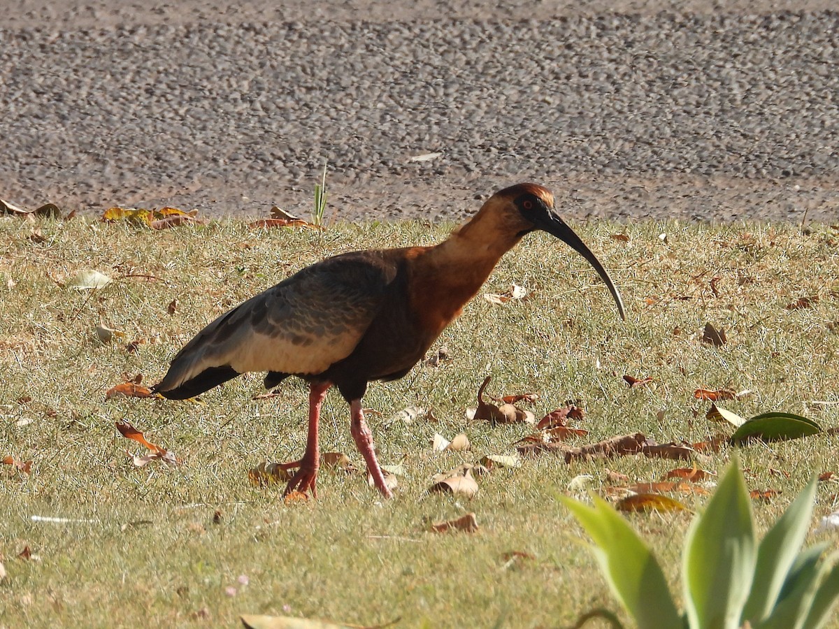 Buff-necked Ibis - ML641827416
