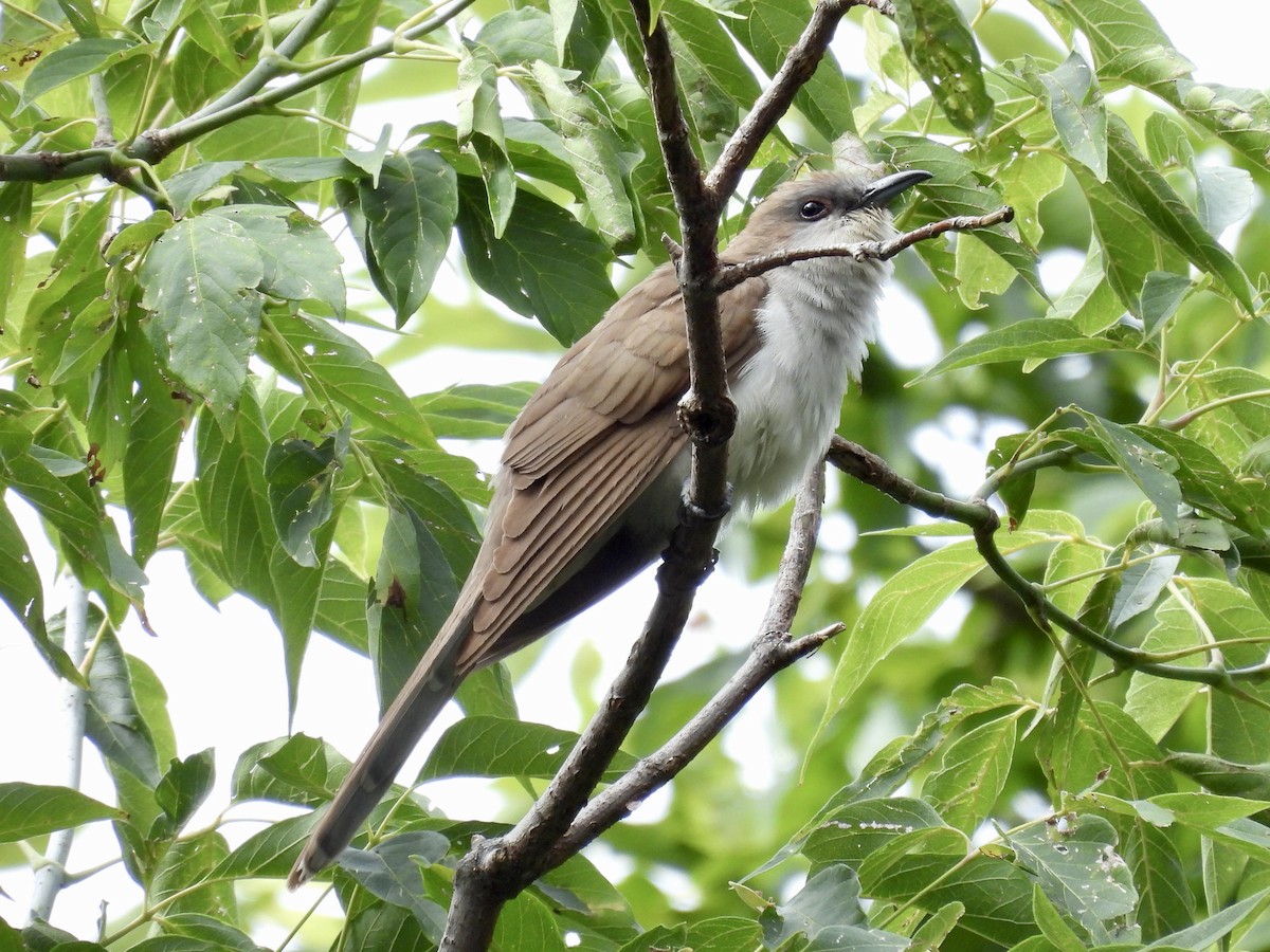 Black-billed Cuckoo - ML641827417
