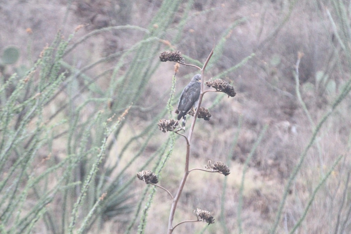 Gray Hawk - ML641827420