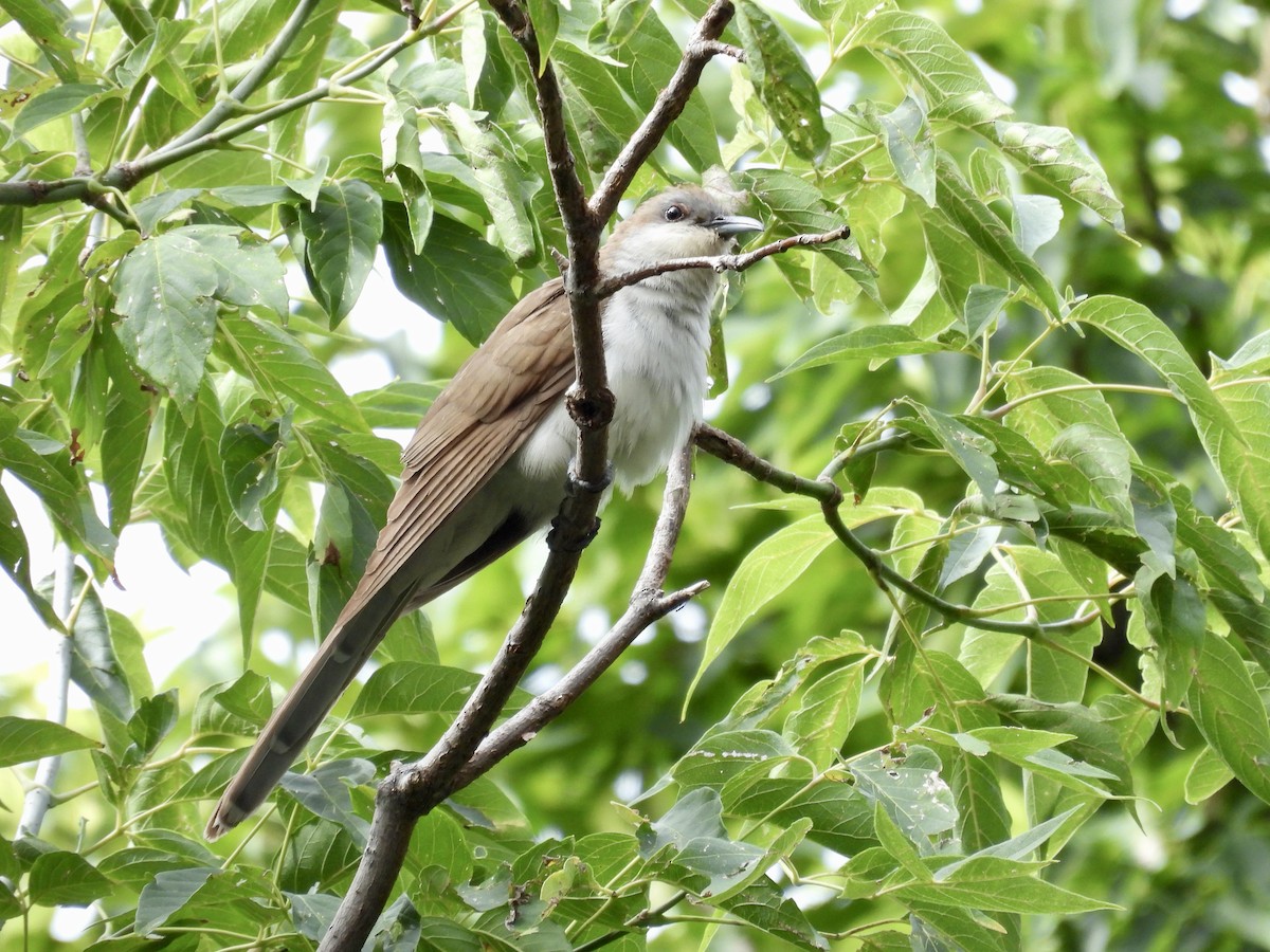 Black-billed Cuckoo - ML641827423