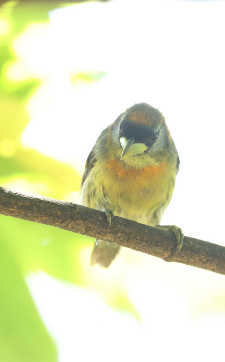 Kırmızı Başlı Barbet - ML641827441