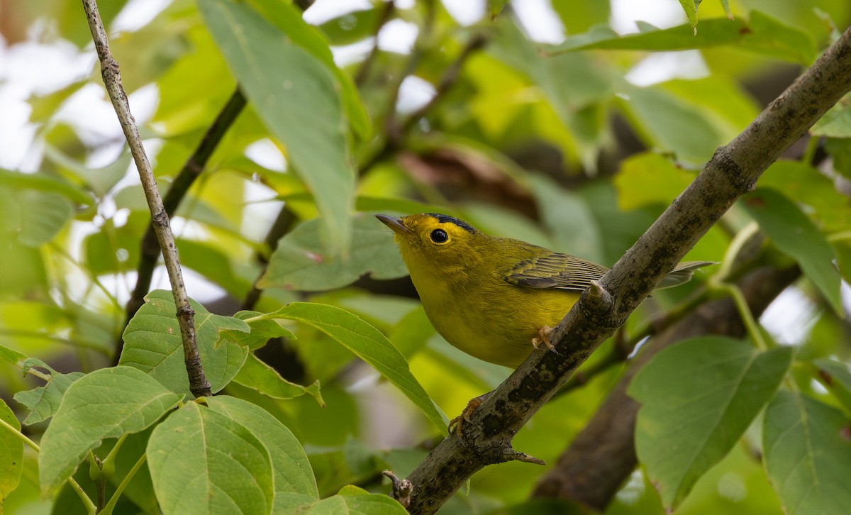 kalottparula - ML641827442