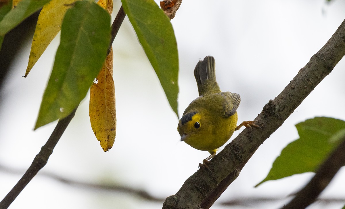 kalottparula - ML641827443