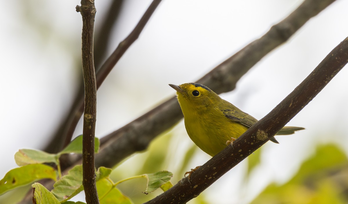 kalottparula - ML641827449