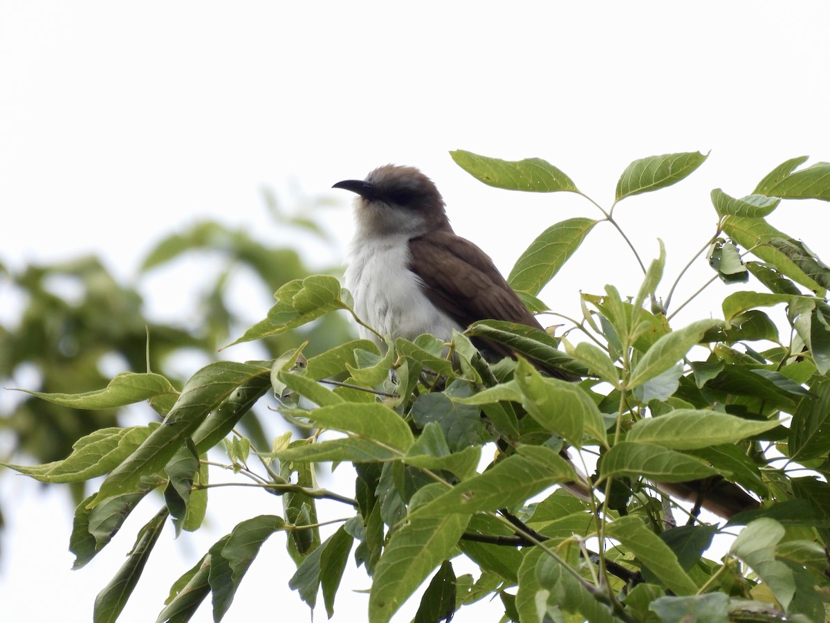 Black-billed Cuckoo - ML641827452