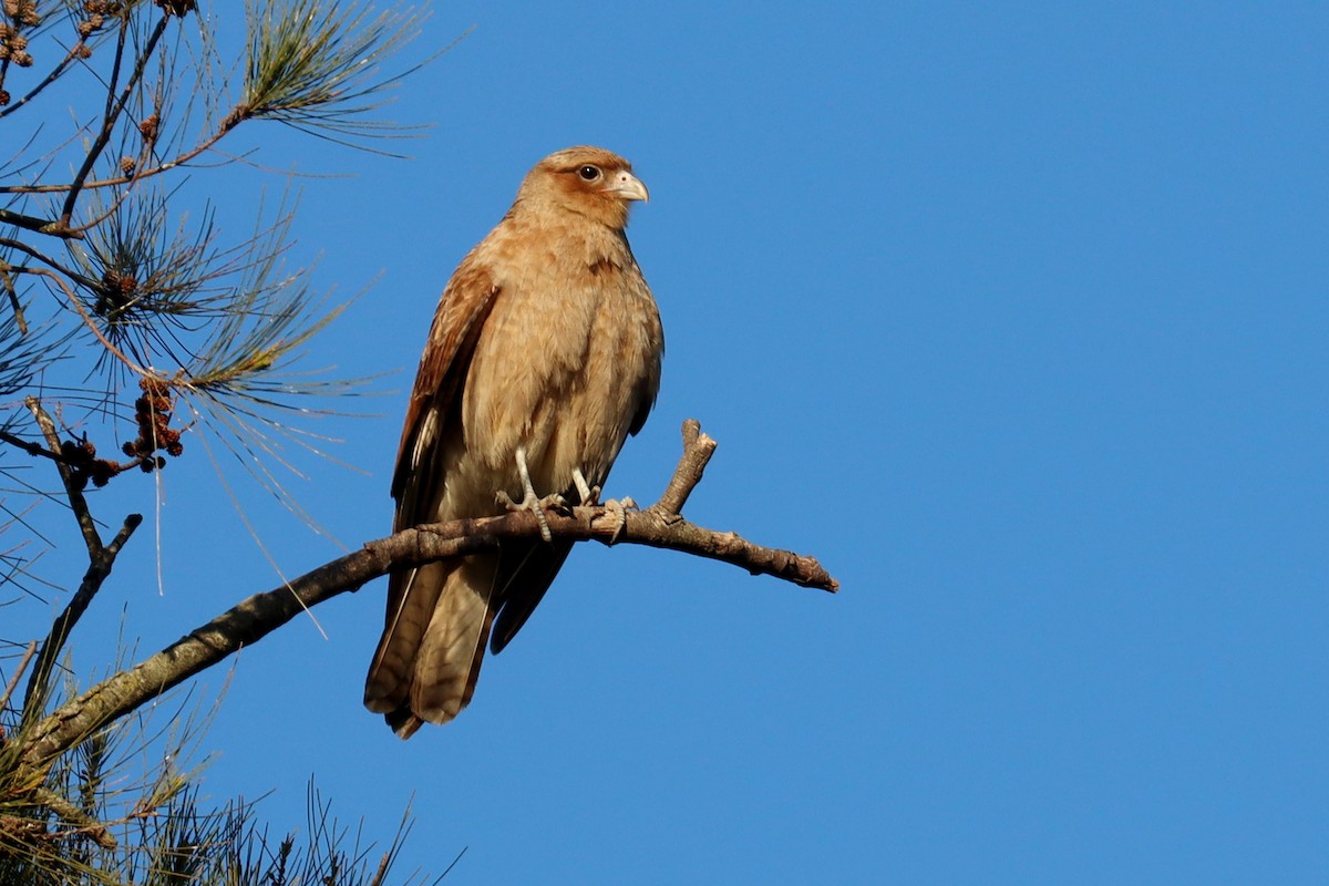 Chimango Caracara - ML641827474