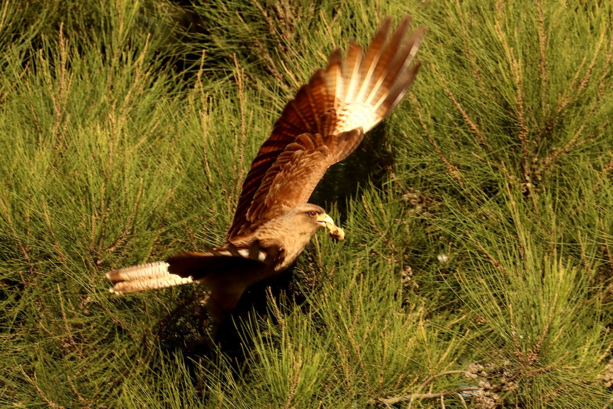 Chimango Caracara - ML641827475