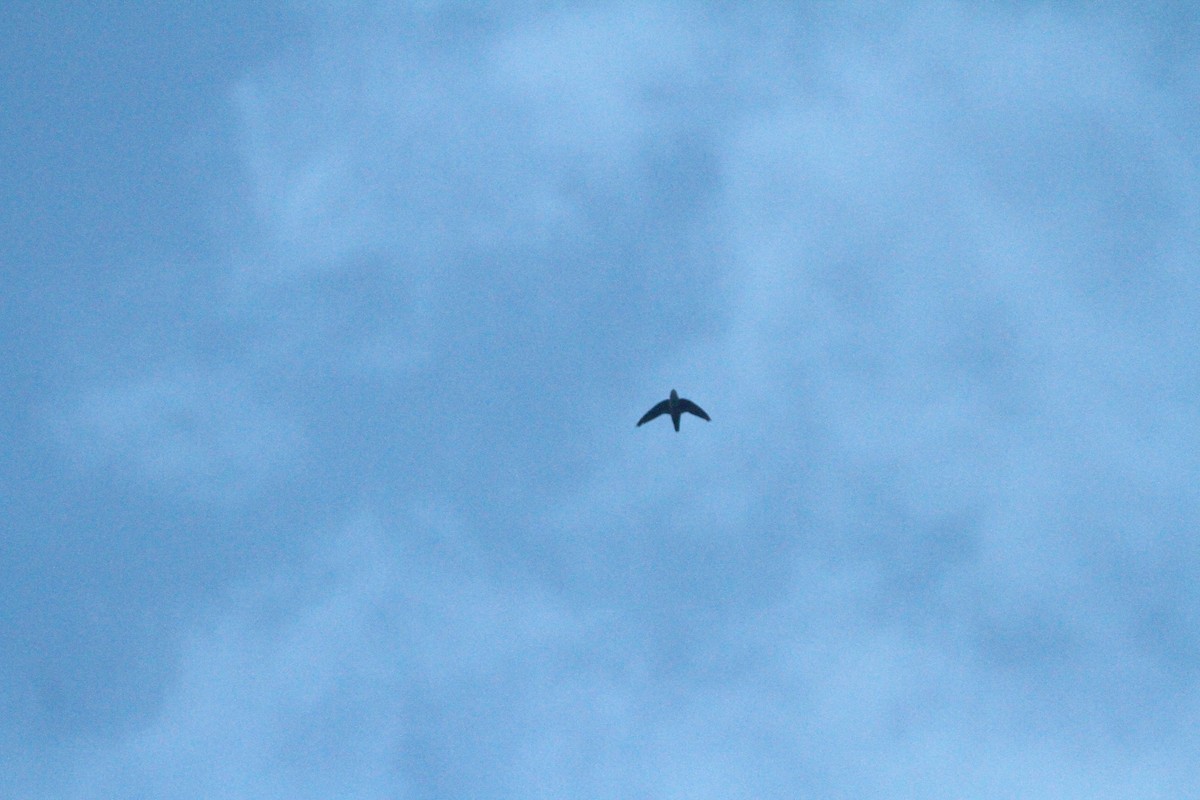 Vaux's Swift - ML641827480